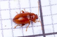 Neocrepidodera