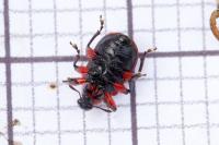 Apoderus coryli
