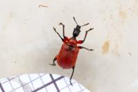 Apoderus coryli