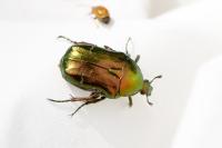 Cetonia aurata
