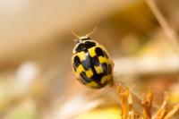 Propylea quatuordecimpunctata