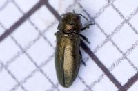 Coraebus elatus