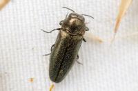Coraebus elatus