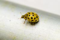 Psyllobora vigintiduopunctata