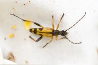 Rutpela maculata