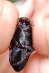 Colymbetes fuscus