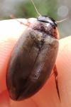 Colymbetes fuscus