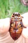 Dytiscus dimidiatus