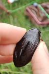 Dytiscus dimidiatus