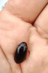 Hydaticus seminiger