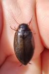 Colymbetes fuscus