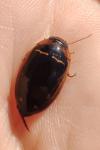 Hydaticus transversalis