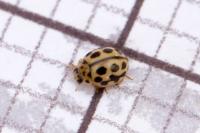 Tytthaspis sedecimpunctata