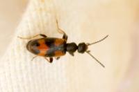 Anthicus antherinus