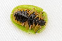 Cassida viridis