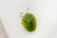 Cassida viridis