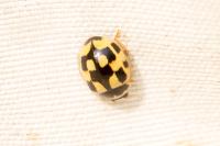 Propylea quatuordecimpunctata
