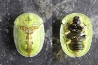 Cassida vibex