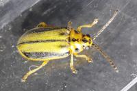 Xanthogaleruca luteola