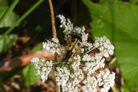 Rutpela maculata