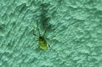 Curculio elephas