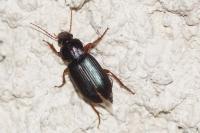 Ophonus ardosiacus