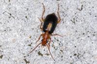 Brachinus sclopeta
