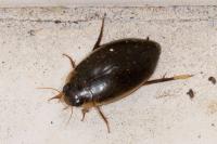 Rhantus suturalis