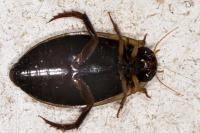Rhantus suturalis
