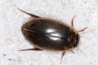 Rhantus suturalis