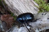 Timarcha goettingensis