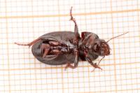 Zabrus tenebrioides