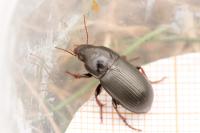 Zabrus tenebrioides