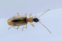 Demetrias atricapillus