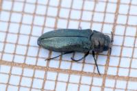 Coraebus elatus