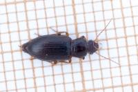 Ophonus