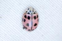 Oenopia conglobata