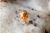 Vibidia duodecimguttata