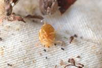 Vibidia duodecimguttata