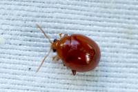 Sphaeroderma