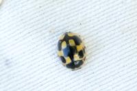 Propylea quatuordecimpunctata