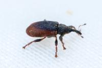 Bradybatus kellneri