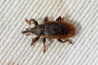 Bradybatus kellneri