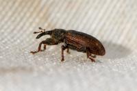 Bradybatus kellneri