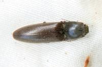 Athous haemorrhoidalis
