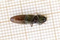 Athous haemorrhoidalis