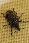Larinus turbinatus