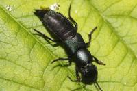Ocypus ophthalmicus