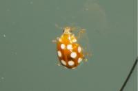 Vibidia duodecimguttata