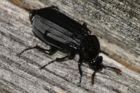 Necrodes littoralis